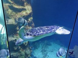 Haus des Meeres 13.03.2026